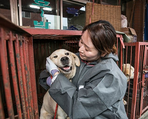 Chợ thịt chó lớn bậc nhất Hàn Quốc bị đóng cửa